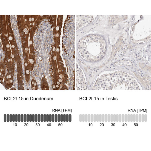 Immunohistochemistry analysis in human duodenum and testis tissues using HPA029733 antibody. Corresponding BCL2L15 RNA-seq data are presented for the same tissues.