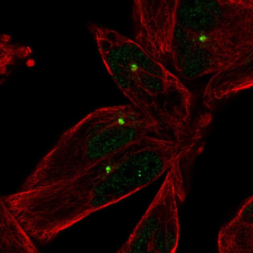 Immunofluorescent staining of human cell line RH-30 shows localization to centrosome.