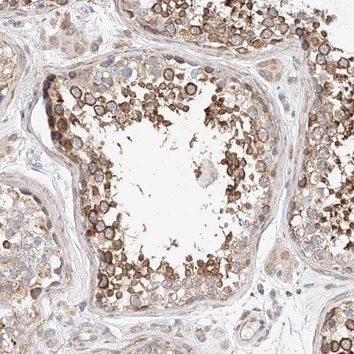 Immunohistochemical staining of human testis shows strong cytoplasmic positivity in subsets of seminiferus duct cells.