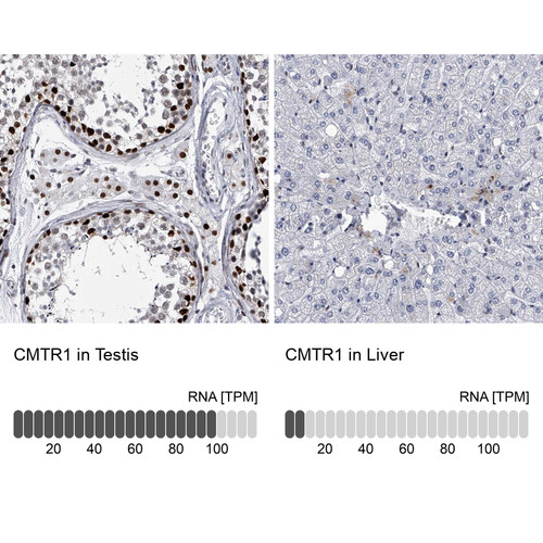 Immunohistochemistry analysis in human testis and liver tissues using Anti-CMTR1 antibody. Corresponding CMTR1 RNA-seq data are presented for the same tissues.