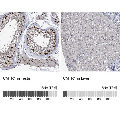 Immunohistochemistry analysis in human testis and liver tissues using HPA029979 antibody. Corresponding CMTR1 RNA-seq data are presented for the same tissues.