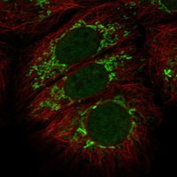 Immunofluorescent staining of human cell line MCF7 shows localization to nucleoplasm & mitochondria.