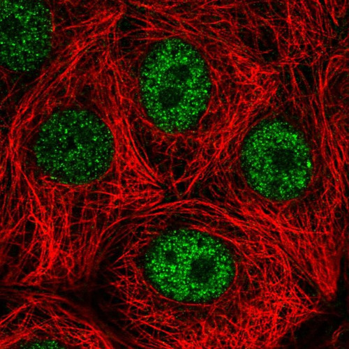 Immunofluorescent staining of human cell line MCF7 shows localization to nucleoplasm.