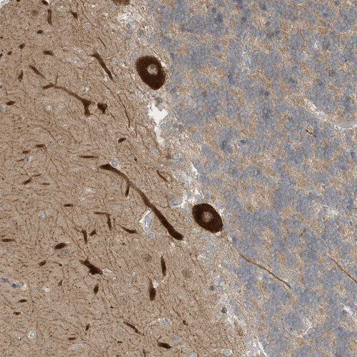 Immunohistochemical staining of human cerebellum shows strong positivity in purkinje cells.
