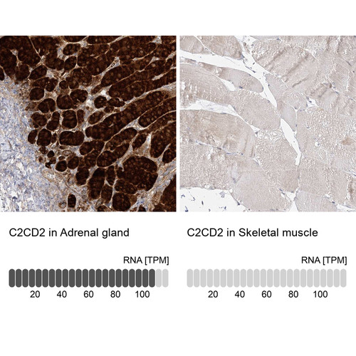 Immunohistochemistry analysis in human adrenal gland and skeletal muscle tissues using Anti-C2CD2 antibody. Corresponding C2CD2 RNA-seq data are presented for the same tissues.