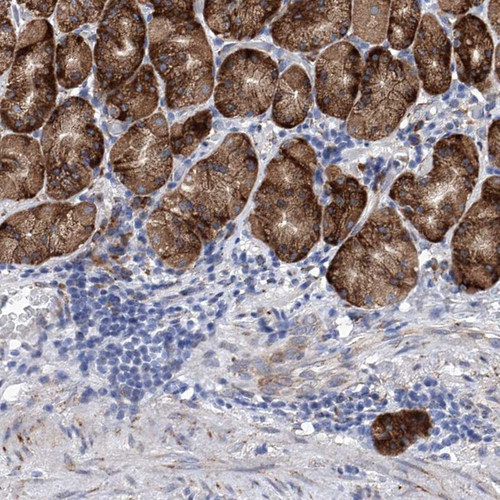 Immunohistochemical staining of human stomach shows strong cytoplasmic positivity in glandular cells.