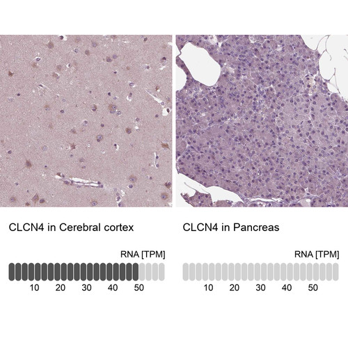 Immunohistochemistry analysis in human cerebral cortex and pancreas tissues using Anti-CLCN4 antibody. Corresponding CLCN4 RNA-seq data are presented for the same tissues.