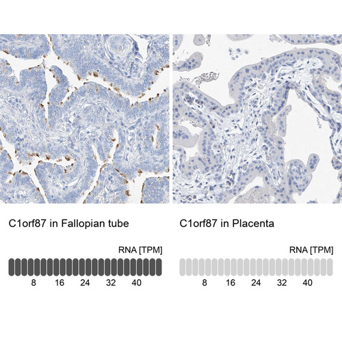 Immunohistochemistry analysis in human fallopian tube and placenta tissues using Anti-C1orf87 antibody. Corresponding C1orf87 RNA-seq data are presented for the same tissues.