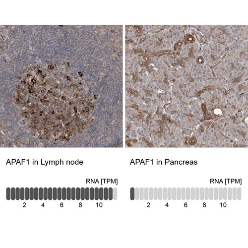 Immunohistochemistry analysis in human lymph node and pancreas tissues using HPA031373 antibody. Corresponding APAF1 RNA-seq data are presented for the same tissues.