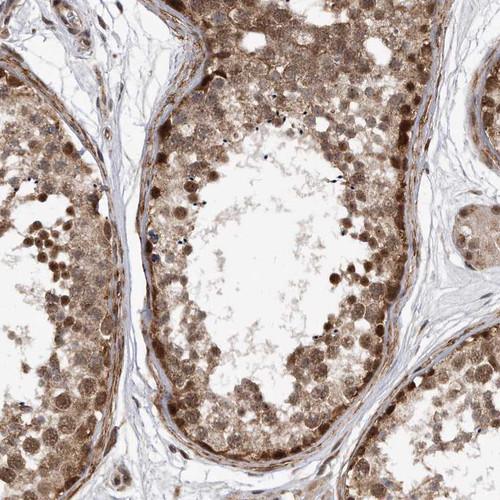 Immunohistochemical staining of human testis shows moderate to strong nuclear positivity in cells in seminiferous ducts.