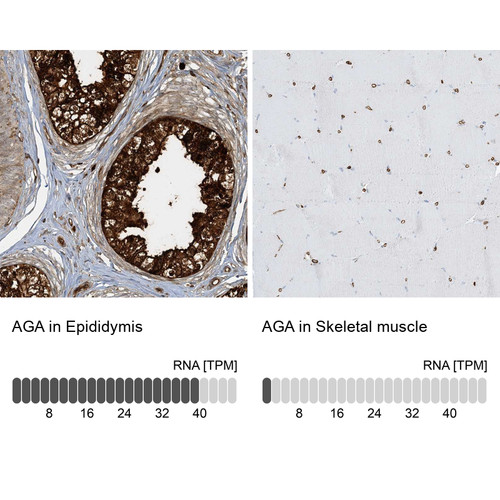 Immunohistochemistry analysis in human epididymis and skeletal muscle tissues using Anti-AGA antibody. Corresponding AGA RNA-seq data are presented for the same tissues.