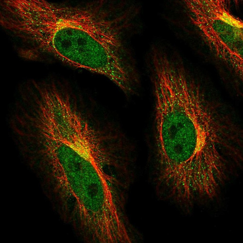 Immunofluorescent staining of human cell line HeLa shows localization to nucleoplasm, the Golgi apparatus & vesicles.