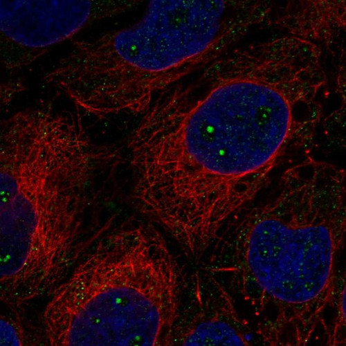 Immunofluorescent staining of human cell line CACO-2 shows localization to nuclear bodies & vesicles.