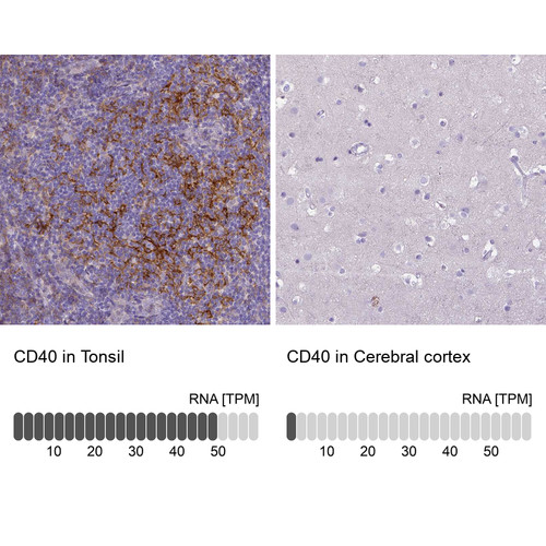 Immunohistochemistry analysis in human tonsil and cerebral cortex tissues using HPA031567 antibody. Corresponding CD40 RNA-seq data are presented for the same tissues.