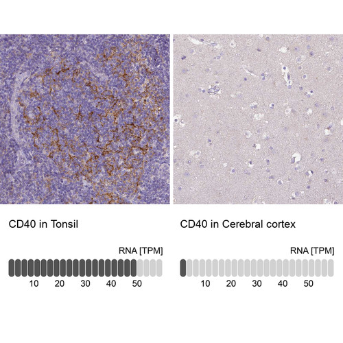 Immunohistochemistry analysis in human tonsil and cerebral cortex tissues using HPA031568 antibody. Corresponding CD40 RNA-seq data are presented for the same tissues.