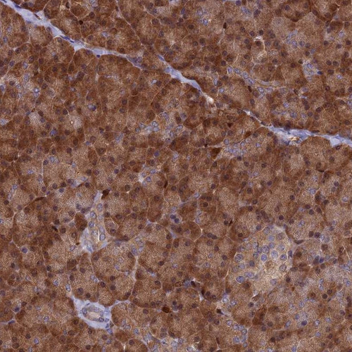 Immunohistochemical staining of human pancreas shows strong cytoplasmic positivity in exocrine glandular cells.