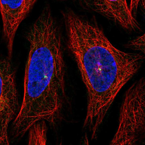Immunofluorescent staining of human cell line SiHa shows localization to centrosome.
