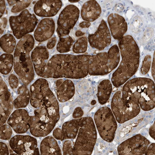 Immunohistochemical staining of human kidney shows strong cytoplasmic positivity in tubular cells.