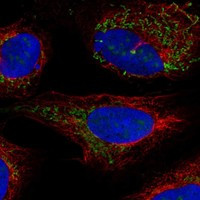 Immunofluorescent staining of human cell line U-2 OS shows localization to nucleoli & mitochondria.