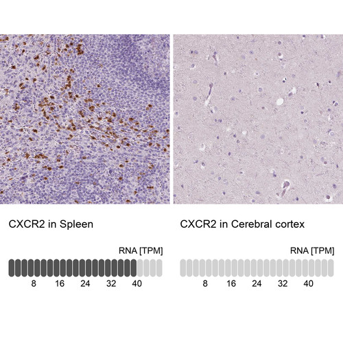 Immunohistochemistry analysis in human spleen and cerebral cortex tissues using HPA031999 antibody. Corresponding CXCR2 RNA-seq data are presented for the same tissues.