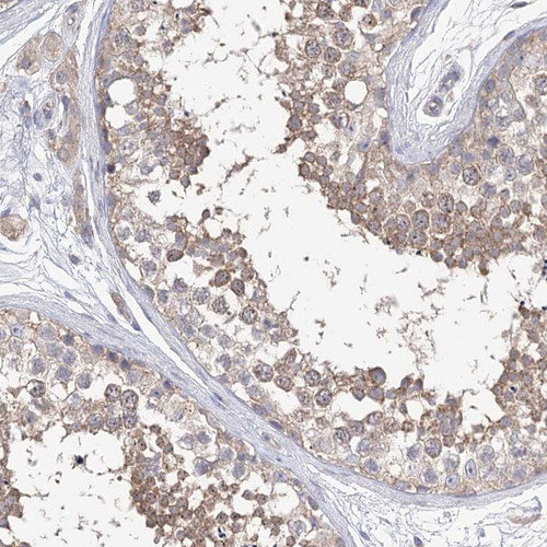 Immunohistochemical staining of human testis shows moderate cytoplasmic positivity in cells in seminiferous ducts.