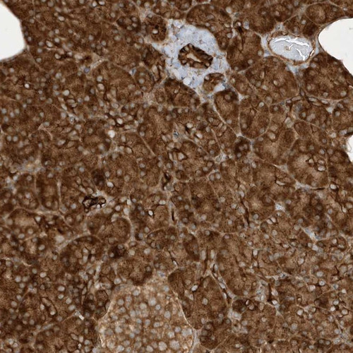 Immunohistochemical staining of human pancreas shows strong cytoplasmic positivity in exocrine glandular cells.