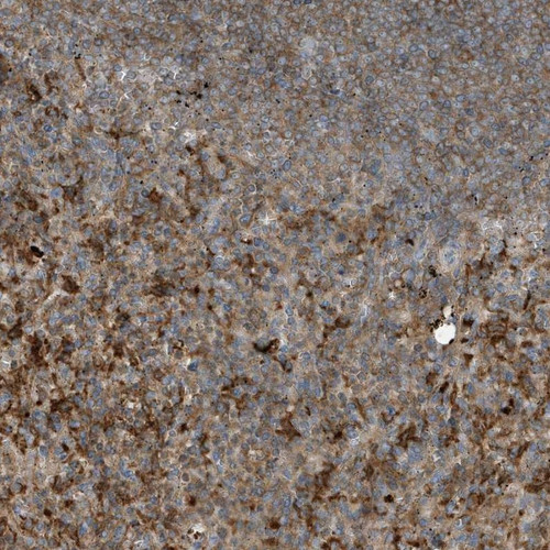 Immunohistochemical staining of human spleen shows strong cytoplasmic positivity in cells in red pulp.