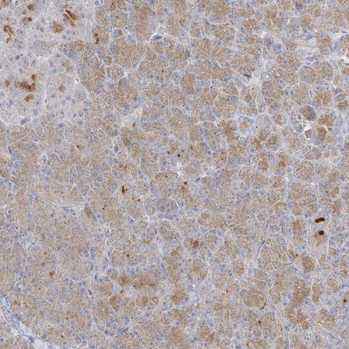 Immunohistochemical staining of human pancreas shows moderate cytoplasmic positivity in exocrine glandular cells.