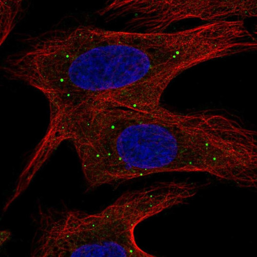 Immunofluorescent staining of human cell line U-2 OS shows localization to vesicles.