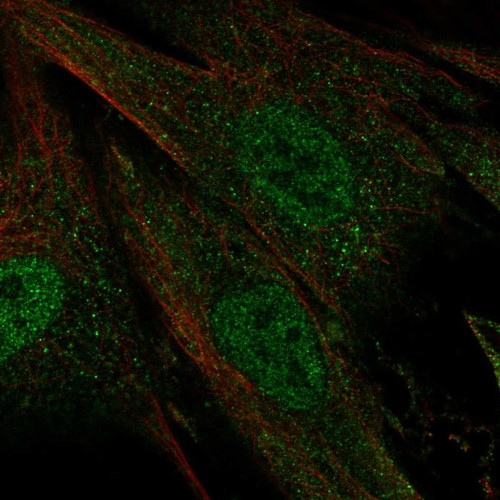 Immunofluorescent staining of human cell line BJ shows localization to nucleoplasm & cytosol.