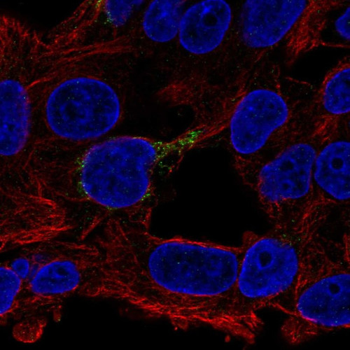 Immunofluorescent staining of human cell line Hep G2 shows localization to vesicles.