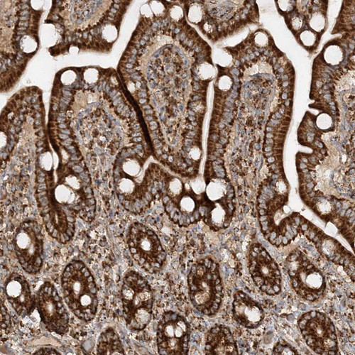Immunohistochemical staining of human duodenum shows strong granular cytoplasmic positivity in glandular cells.