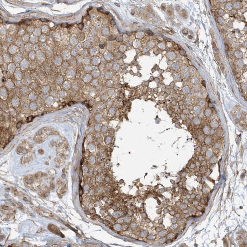 Immunohistochemical staining of human testis shows moderate cytoplasmic positivity in cells in seminiferous ducts and Leydig cells.