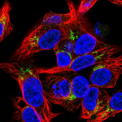 Immunofluorescent staining of human cell line Hep G2 shows localization to the Golgi apparatus.