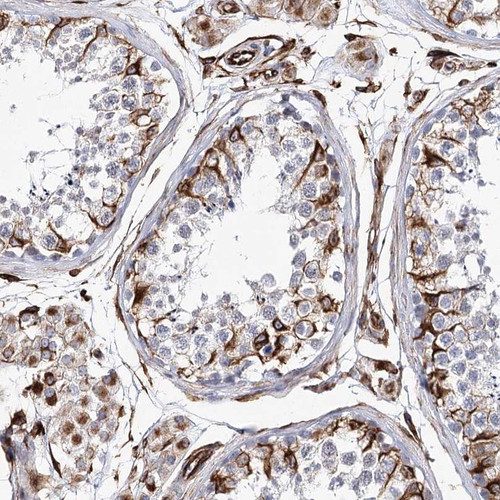 Immunohistochemical staining of human testis shows strong cytoplasmic positivity in Sertoli and Leydig cells.