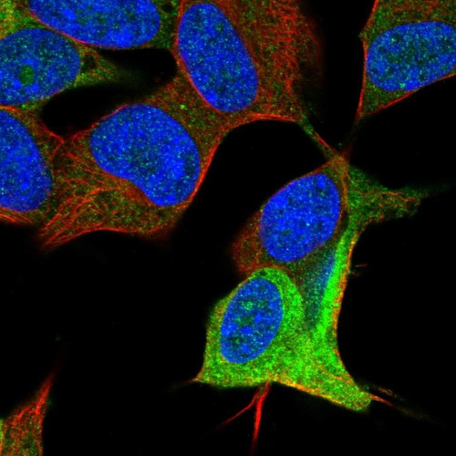 Immunofluorescent staining of human cell line SH-SY5Y shows localization to cytosol.