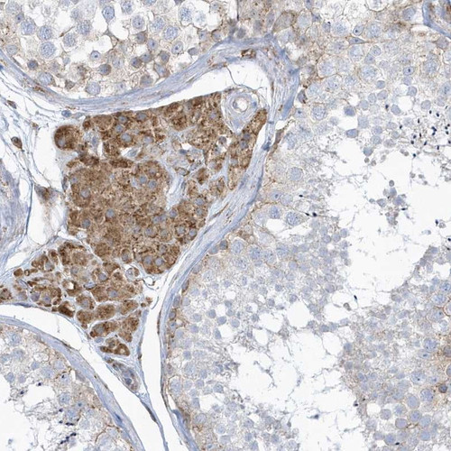 Immunohistochemical staining of human testis shows moderate cytoplasmic positivity in Leydig cells.