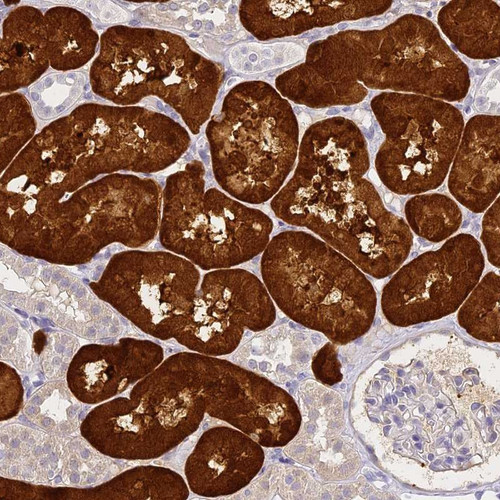 Immunohistochemical staining of human kidney shows strong cytoplasmic positivity in cells in renal tubules.