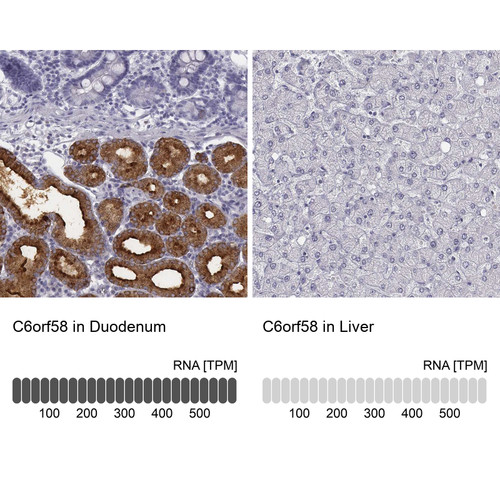 Immunohistochemistry analysis in human duodenum and liver tissues using Anti-C6orf58 antibody. Corresponding C6orf58 RNA-seq data are presented for the same tissues.