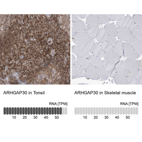 Immunohistochemistry analysis in human tonsil and skeletal muscle tissues using HPA036300 antibody. Corresponding ARHGAP30 RNA-seq data are presented for the same tissues.