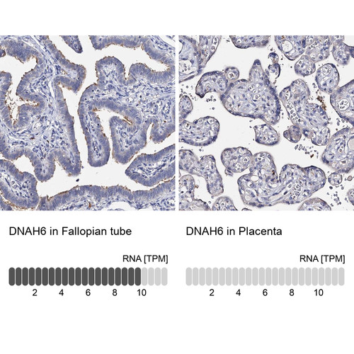 Immunohistochemistry analysis in human fallopian tube and placenta tissues using Anti-DNAH6 antibody. Corresponding DNAH6 RNA-seq data are presented for the same tissues.