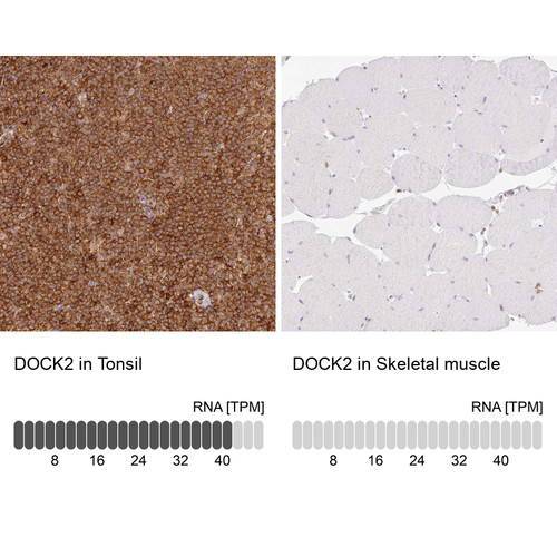 Immunohistochemistry analysis in human tonsil and skeletal muscle tissues using HPA036469 antibody. Corresponding DOCK2 RNA-seq data are presented for the same tissues.