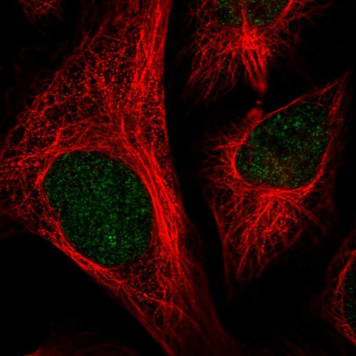 Immunofluorescent staining of human cell line U-2 OS shows localization to nucleus.