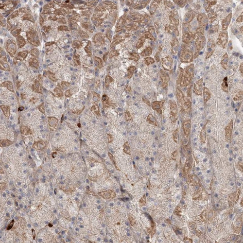 Immunohistochemical staining of human stomach shows moderate ctyolasmic positivity in glandular cells.