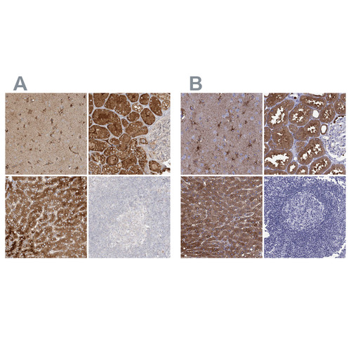 Immunohistochemical staining of human cerebral cortex, kidney, liver and lymph node using Anti-ALDH1L1 antibody HPA036900 (A) shows similar protein distribution across tissues to independent antibody HPA050139 (B).