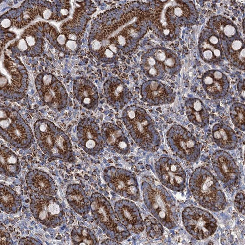 Immunohistochemical staining of human duodenum shows strong granular cytoplasmic positivity in glandular cells.