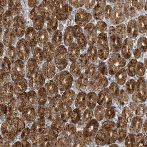 Immunohistochemical staining of human stomach shows strong cytoplasmic positivity in glandular cells.