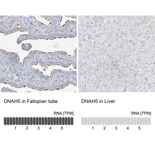 Immunohistochemistry analysis in human fallopian tube and liver tissues using HPA037470 antibody. Corresponding DNAH5 RNA-seq data are presented for the same tissues.