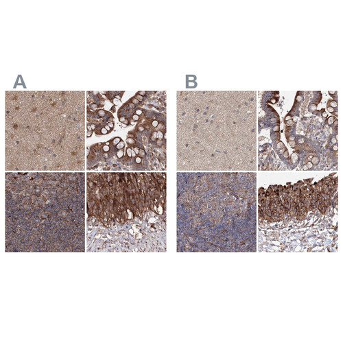 Immunohistochemical staining of human cerebral cortex, colon, lymph node and urinary bladder using Anti-DDO antibody HPA037526 (A) shows similar protein distribution across tissues to independent antibody HPA037525 (B).
