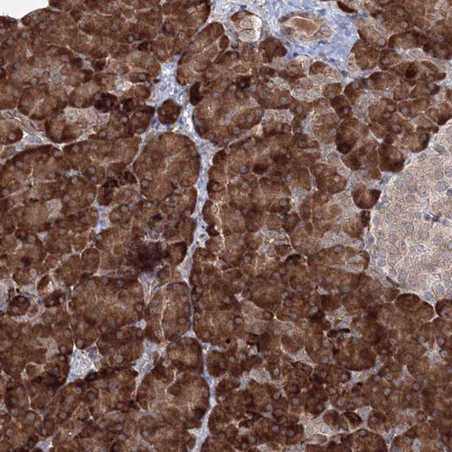 Immunohistochemical staining of human pancreas shows strong cytoplasmic positivity in exocrine glandular cells.